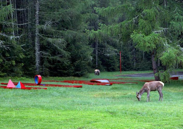 Bungalovy Pri Hoteli Spojar Žiar Exteriér fotografie